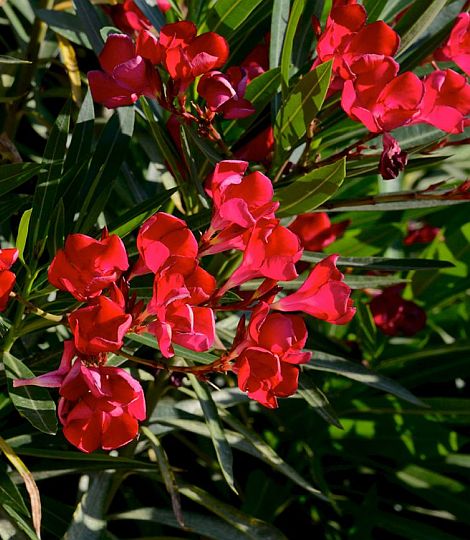Nerium oleander Jannoch